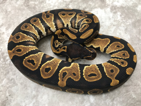 Blackhead Het Desert Ghost