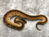 Orange Dream Enchi Genetic Stripe