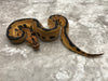 Leopard (pos super) Yellow Belly Blade Clown Het Desert Ghost