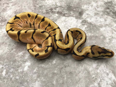 Spider Enchi Het Desert Ghost pos Het Hypo