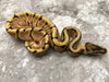 Spider Enchi Het Desert Ghost pos Het Hypo