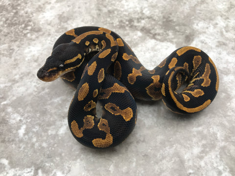Blackhead Yellow Belly Het Desert Ghost