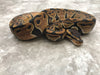 Het Desert Ghost Het TSK Axanthic