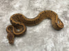 Blackhead Leopard Spider Fire Pinstripe Het TSK Axanthic