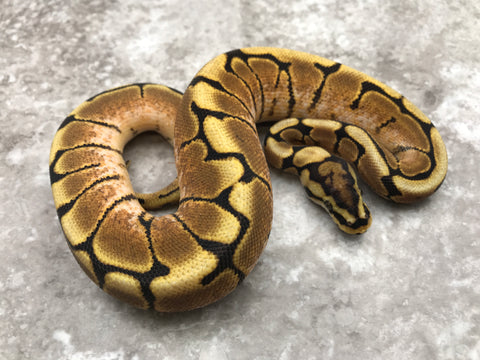 Asphalt Spider Het Desert Ghost