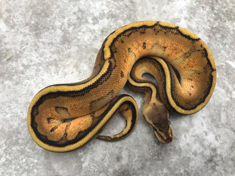 Pastel Genetic Stripe Het Hypo