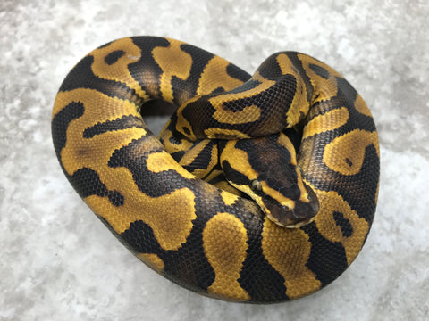 Leopard Enchi (Pos. Asphalt) Het Desert Ghost