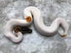Orange Dream Yellow Belly Pied
