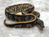 Blackhead Yellow Belly Het Desert Ghost