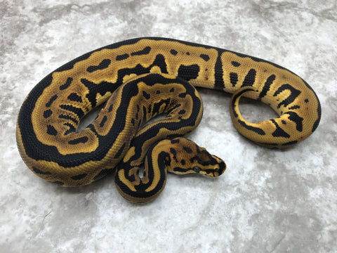 Leopard Spotnose Het Clown