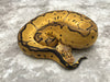 Pastel Clown Het Lavender