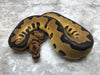 Leopard Clown Het Desert Ghost