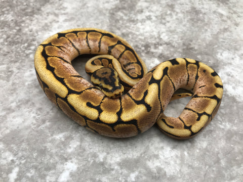 Spider Asphalt Het Desert Ghost pos Het Hypo