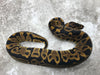 Leopard Het Clown Het Desert Ghost