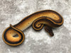 Blackhead Orange Dream Genetic Stripe