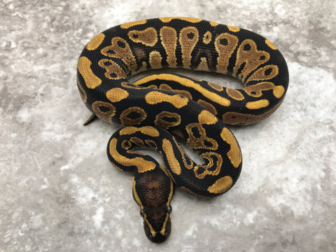 Asphalt Het Clown