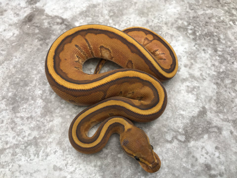 Hypo Genetic Stripe