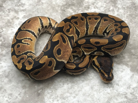 Het Desert Ghost Het TSK Axanthic