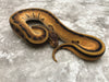 Orange Dream Enchi Genetic Stripe