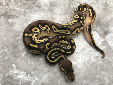 Blackhead Pastave Yellow Belly Het Desert Ghost