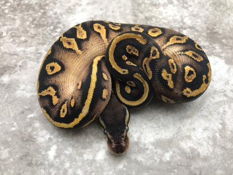 Blackhead Mojave Yellow Belly Het Desert Ghost