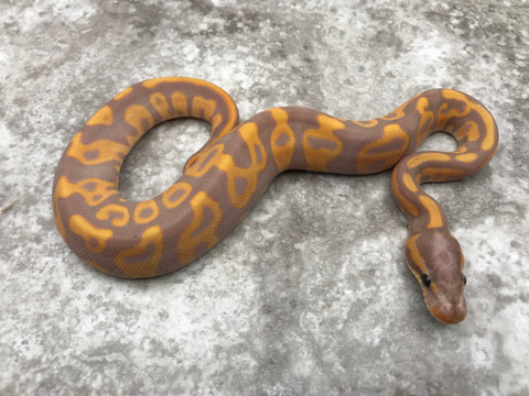 Banana Leopard