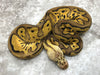 Pastel Leopard Clown Het Desert Ghost