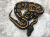 Blackhead Yellow Belly Het Desert Ghost