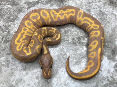 Banana Leopard Blitz Yellow Belly