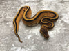 Orange Dream Enchi Genetic Stripe