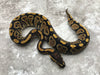 Asphalt Het Clown