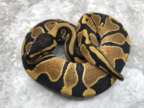 Blade Triple Het Clown/Lavender/Pied