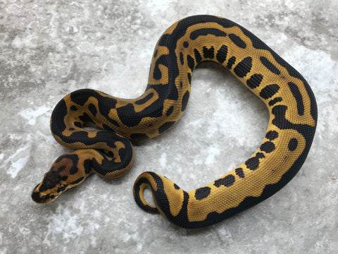 Leopard (Pos. Super) Yellow Belly Het Desert Ghost 66% Het Clown