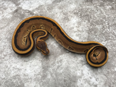 Genetic Stripe pos. Het Hypo