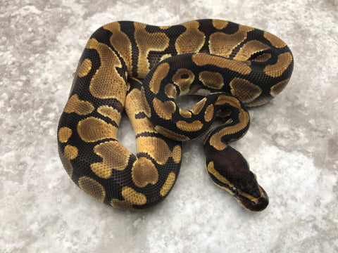 Chocolate Enchi Het Desert Ghost Het Pied