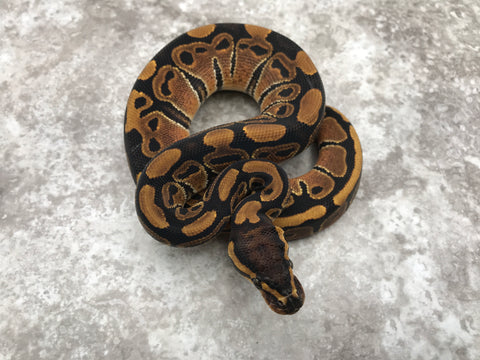 Het Genetic Stripe pos. Het Hypo