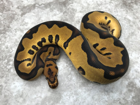 Leopard Clown Het Desert Ghost