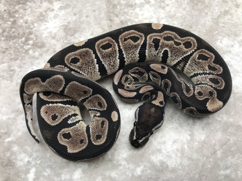 Black Axanthic