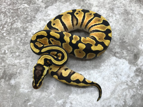 Pastel Blade Triple Het Clown/Laverder/Pied