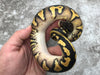 Pastel Blackhead Yellow Belly Het Desert Ghost