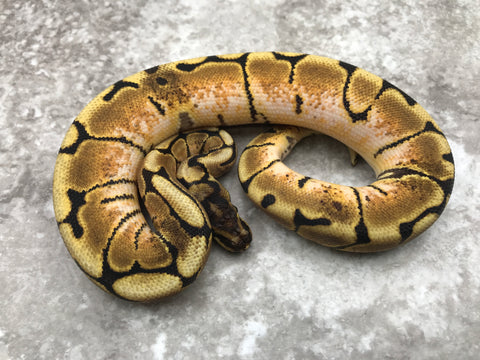 Asphalt Spider Het Desert Ghost