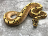 Enchi Asphalt Spider Het Desert Ghost