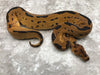 Blade Clown Het Lavender pos Het Pied