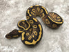 Mojave Yellow Belly Het Desert Ghost