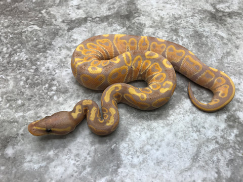 Banana Blitz Yellow Belly