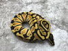 Pastel Blade Triple Het Clown/Laverder/Pied