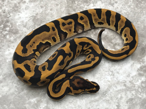 Leopard Enchi Blade Het Clown