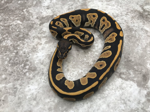 Blackhead Desert Ghost