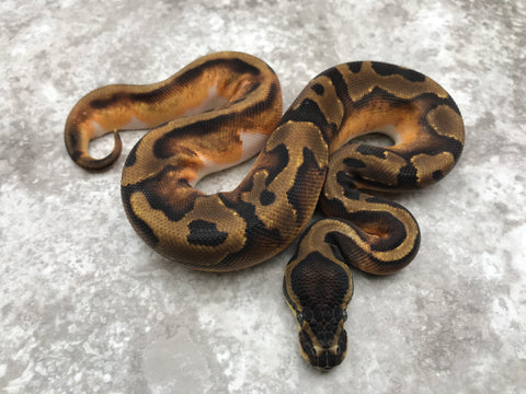 Enchi Pied