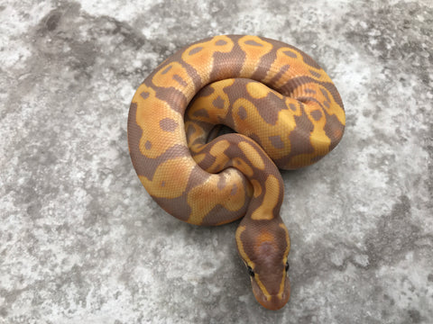 Banana Leopard